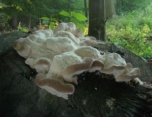 Outkovka hrbatá - Trametes gibbosa