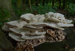 Outkovka hrbatá - Trametes gibbosa