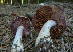 Pavučinec kafrový - Cortinarius (Sericeocybe) camphoratus (Fr.) F