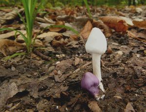 Vláknice zemní - Inocybe geophylla (Bull.) P. Kumm. 1871