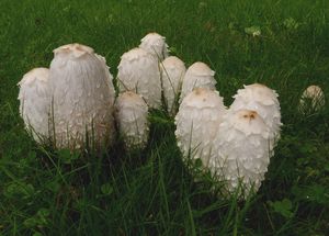 Hnojník obecný - Coprinus comatus (O.F. Müll.) Pers. 1797