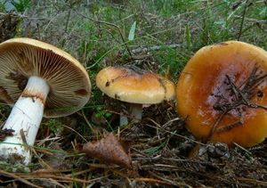 Pavučinec slizký - Cortinarius mucosus (Bull.) Kickx f.