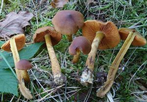 Pavučinec skořicový - Cortinarius cinnamomeus (L.) Fr. 1838