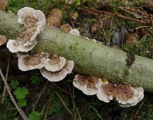 Outkovka pásovaná - Trametes ochracea (Pers.) Gilb. & Ryvarden 1987