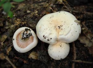 Šťavnatka dubová - Hygrophorus penarioides Jacobsson & E. Larss. 2007