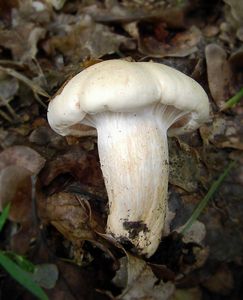 Šťavnatka dubová - Hygrophorus penarioides Jacobsson & E. Larss. 2007