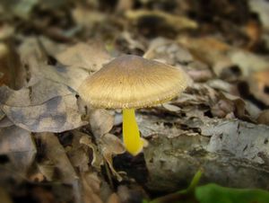 Štítovka Romellova - Pluteus romellii  (Britzelm.) Sacc. 1895