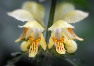 Pitulník (Galeobdolon sp.)