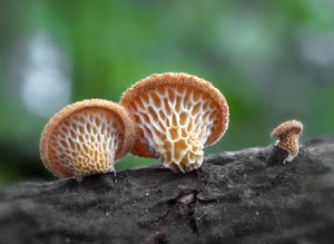 Choroš voštinovitý - Polyporus alveolaris  (DC.) Bondartsev & Sing