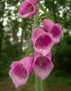 Náprstník červený (Digitalis purpurea)