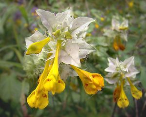 Černýš hajní (Melampyrum  nemorosum L.)