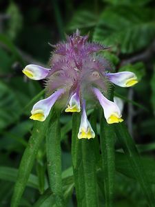 Černýš hřebenitý (Melampyrum  cristatum)