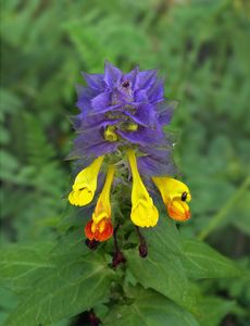 Černýš hajní (Melampyrum  nemorosum L.)