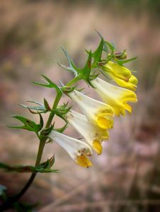 Černýš  luční (Melampyrum pratense L.)