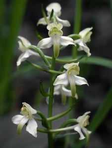 Vemeník zelenavý (Platanthera chloranta)