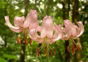 Lilie zlatohlavá (Lilium martagon)