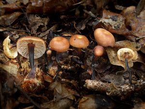 Penízovka smrdutá - Gymnopus brassicolens  (Romagn.) Antonín & Noordel. 1997