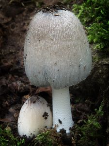 Hnojník význačný - Coprinopsis insignis (Peck) Redhead, Vilgalys