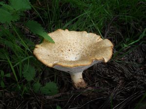 Choroš hlízovitý - Polyporus tuberaster (Jacq. ex Pers.) Fr. 1821