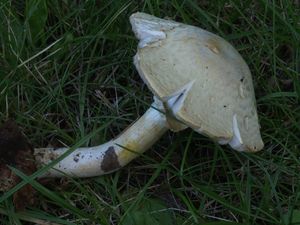 Pečárka hajní - Agaricus sylvicola (Vittad.) Peck 1872