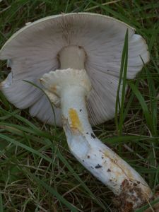 Pečárka hajní - Agaricus sylvicola (Vittad.) Peck 1872