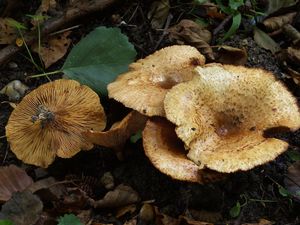 Čechratka olšová - Paxillus rubicundulus P.D. Orton 1969