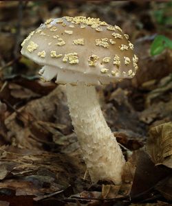 Muchomůrka drsná - Amanita franchetii (Boud.) Fayod 1889