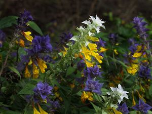 Černýš hajní (Melampyrum  nemorosum L.)