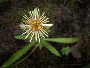 Pupava obecná (Carlina vulgaris L.)