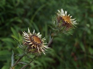 Pupava obecná (Carlina vulgaris L.)