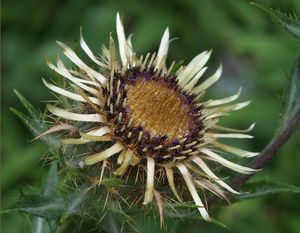 Pupava obecná (Carlina vulgaris L.)