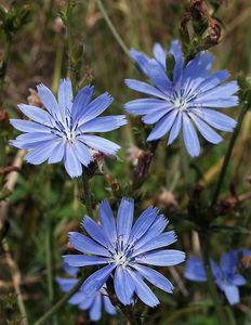 Čekanka obecná (Cichorium intybus L.)