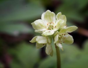 Pižmovka mošusová (Adoxa moschatellina L.)