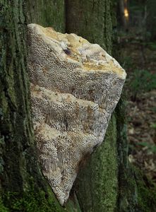 Síťkovec dubový - Daedalea quercina  (L.) Pers. 1801