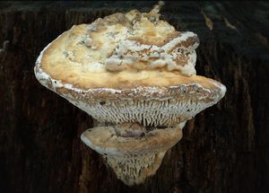 Síťkovec dubový - Daedalea quercina  (L.) Pers. 1801