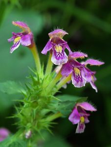 Konopice pýřitá (Galeopsis pubescens Bess.)