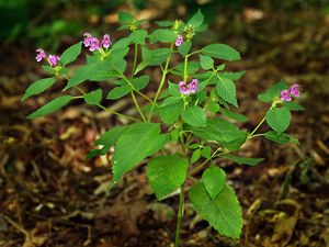 Konopice pýřitá (Galeopsis pubescens Bess.)