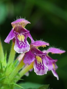 Konopice pýřitá (Galeopsis pubescens Bess.)