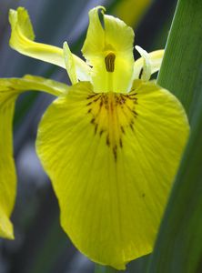 Kosatec žlutý (Iris pseudacorus L.)