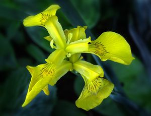 Kosatec žlutý (Iris pseudacorus L.)