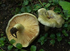 Ryzec palčivý - Lactarius pyrogalus