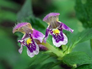 Konopice pýřitá (Galeopsis pubescens Bess.)