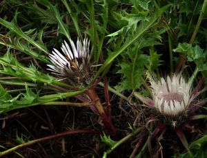 Pupava bezlodyžná prodloužená (Carlina acaulis subsp. caulescens)