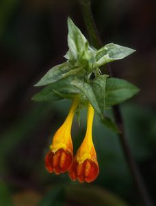 Černýš hajní (Melampyrum  nemorosum L.)