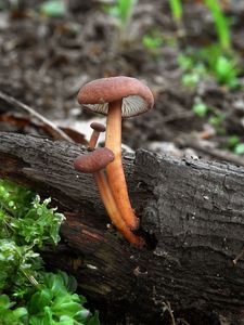 Špička česneková - Marasmius scorodonius