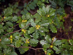 Dub zimní (drnák) (Quercus petraea (Mattusch.) Liebl.)