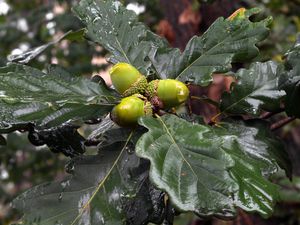 Dub zimní (drnák) (Quercus petraea (Mattusch.) Liebl.)