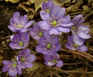 Jaterník podléška (Hepatica nobilis Mill.)