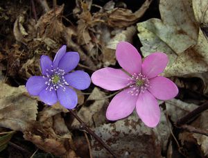 Jaterník podléška (Hepatica nobilis Mill.)