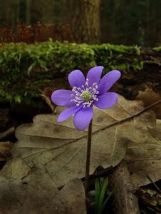 Jaterník podléška (Hepatica nobilis Mill.)